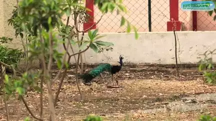🌿RDSO's Green Initiative | Transforming 'Lake Park' into 'Pakshi Vihar', a Bird & Butterfly Paradise