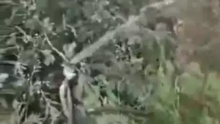 बल्दीराय: बिनगी ग्राम पंचायत में झाड़ियों के बीच लगी पानी की टोटी, पानी हो रहा है बर्बाद, जिम्मेदार बने मौन