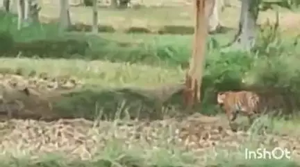 सालेकसा: साखरीटोला पानगाव शिवारात वाघाचे दर्शन बघ्याची एकच गर्दी साखरीटोला पानगाव मार्गालगत पट्टेदार वाघ दिसताच परिसरात खळबळ
