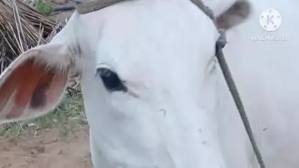 दौसा: ग्राम पंचायत सिंडोली की नीमडिया की ढाणी में शुक्रवार को दो पागल कुत्तों ने बाड़े में बंधी गाय और बछड़ी पर किया हमला