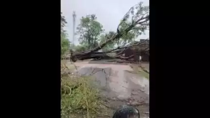 पांकी: पांकी के बकोरिया मुख्य पथ के चंद्र पुर में सड़क पर गिरा पीपल का पेड़, यातायात बाधित