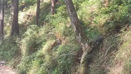 लोहाघाट: पीजी कॉलेज मार्ग लोहाघाट में लोगों ने वन विभाग से खतरा बने देवदार के पेड़ों के निस्तारण की मांग उठाई#jansamsya