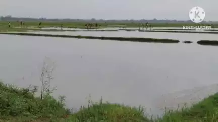 ঝাড়গ্রাম: একনাগাড়ে টানা বৃষ্টিতে চন্দ্রী সহ একাধিক এলাকায় বিঘার পর বিঘা চাষ জমি জলমগ্ন, ব্যাপক ক্ষতির আশঙ্কা প্রকাশ চাষীদের