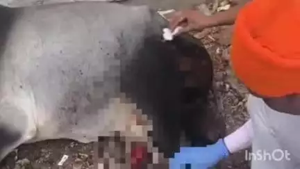 बंडा: नगर के शांति नगर और बरा चौराहा के बीच अज्ञात वाहन ने बैल को टक्कर मारी