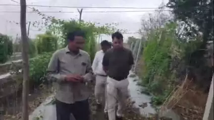 छुईखदान के ग्राम गुमानपुर में खेक्सी की खेती से किसान सजेलाल जंघेल को लाखों की आमदनी, कलेक्टर ने की सराहना