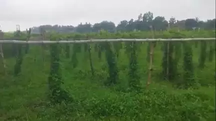 নলহাটি ১: বীরভূমের নলহাটিতে  ঘি করলা (কাঁকরোল) চাষে কৃষকদের উন্নত জীবীকা