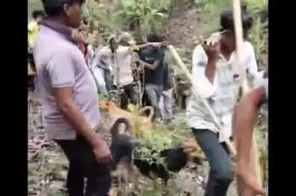 रामटेक: सीमेनजिकच्या पिंडरई बुट्टे गावात वाघाचा कहर ;  16 वर्षीय एका मुलाला वाघाने  जंगलात नेऊन केले ठार