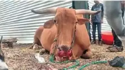 सोयगाव: अजिंठा लेणी भीम पार्क मध्ये सुरू असलेल्या कामात जिलेटिनचा वापर एक बैल गंभीर जखमी तर शेतकरी बाल बाल बचावले