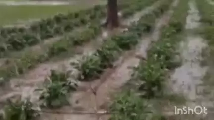 निघासन: निघासन में झमाझम बारिश से किसानों के चेहरे खिले, धान की रोपाई का रास्ता साफ, सड़कों पर जलभराव बनी मुसीबत