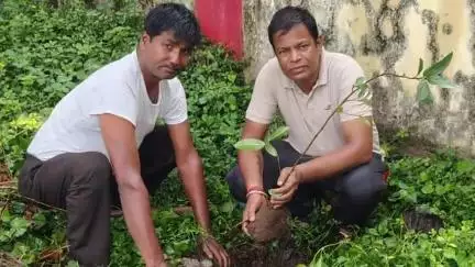 चांद: चांद नगर के शासकीय संस्थानों में हुआ पौधारोपण, 50 पौधे लगाए गए