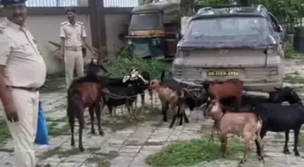 पूर्णिया पूर्व: बलिया थाना द्वारा रात्रि गश्ती के दौरान एक कार, एक चाकू और 10 बकरों को किया गया ज़ब्त