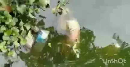 भिंड नगर: गौरी सरोवर में उतराता मिला नवजात शिशु का भ्रूण, पुलिस ने मामला दर्ज कर शुरू की जांच