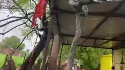 कोलारस: मानसून की वजह से कोलारस में हुई तेज बारिश; आंधी-तूफान से गिरे पेड़, मौसम विभाग ने ज़िले में जारी किया रेड अलर्ट