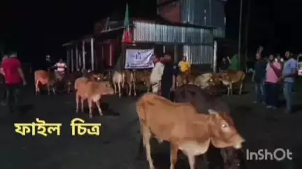 তুফানগঞ্জ ২: গোপন সূত্রে খবর পেয়ে নাগুরহাট এলাকা থেকে ভিন রাজ্যে পাচারের পথে 18টি গরু উদ্ধার করল পুলিশ, গ্রেপ্তার 1