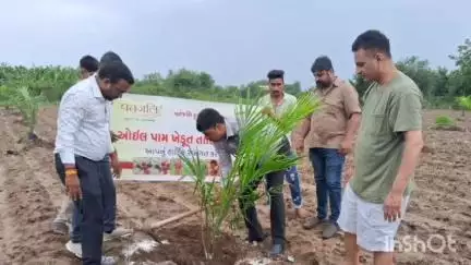બોરસદ: બોરસદના ખેડૂતે ઓઇલપામનો પાક કરી પરંપરાગત ખેતી કરતા ખેડૂતોને ચીંધ્યો નવો રાહ