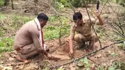 जानसठ: मीरापुर और रामराज क्षेत्र के जंगल में लकड़ी माफियाओं की खैर की लकड़ी की बड़ी तस्करी, सैकड़ों खेर के पेड़ काटे गए