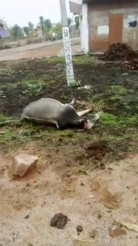 बिजली लगने से गाय की मौत हुई/  बल्देवगढ़ के क्षेत्र गांव सूरजपुर में /बिजली वालो की लापरवाही से ,|
