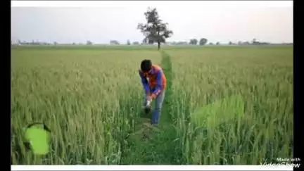 उतरौला: क्षेत्र में बारिश न होने से किसान परेशान, बारिश अगर जल्द नहीं हुई तो खेती पड़ सकती है महंगी