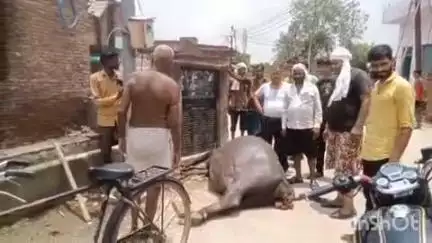 फिरोज़ाबाद: ओमनगर क्षेत्र में विद्युत पोल बना मौत का कारण, करंट लगने से डेढ़ लाख की गर्भवती भैंस हुई ढेर