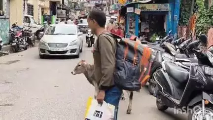 अल्मोड़ा: बाजार क्षेत्र में बढ़ रहे निराश्रित गोवंशो और कटखने बंदरों के आंतक से निजात दिलाने की नगरवासियों ने उठाई मांग #jansamasya