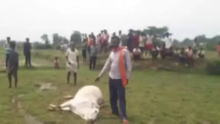 कुकड़ू: कुकडू प्रखंड के सिरुम गांव में बिजली के खंभे से टकराकर बैल की मौत, ग्रामीण नाराज़