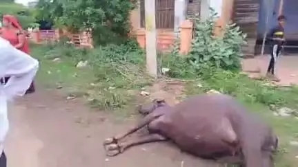 आसपुर: पूंजपुर में भैंस की करंट से हुई मौत, ग्रामीणों ने सुरक्षा की मांग की