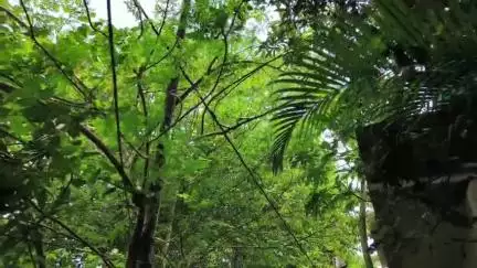 বারাসাত ১: দত্তপুকুর থানা এলাকায় চাঞ্চল্য: গাছের ওপর সাপ, কাঠঠোকরার ছানাকে বাঁচালেন স্থানীয় যুবক