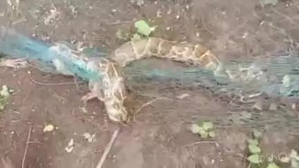 ગણદેવી: કોલવા ગામ ખાતેથી નાયલોન ટ્રેપમાં ફસાયેલા અજગરનું રેસક્યુ