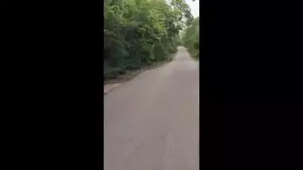 चित्तौड़गढ़: पालछा-बिजयपुर घाटे पर भालू दिखने से मचा हड़कंप, वन विभाग की टीम को दी गई सूचना