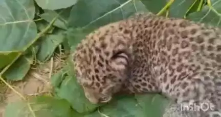 धामपुर: नहटौर के गांव बल्लाशेरपुर में खेत पर काम कर रहे दो किसानों पर मादा गुलदार ने किया हमला, बाल-बाल बचे किसान