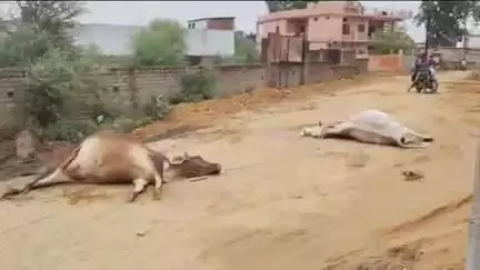 बांधवगढ़: लालपुर में सामुदायिक भवन के पास रेत डम्फर ने तोड़ी करेंट प्रवाहित तार मौके पर दो गाय की मौत ।
#jansamasya