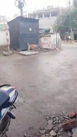 पटना के दीघा मे बिल्ली कुते की दोस्ती दिखी! #viralvideo #dogandcat #digha