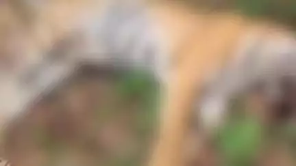 मूल: दोन्हीपिटातील कक्ष क्रमांक 360 मध्ये वाघीण आढळली वृत्त वस्तीत