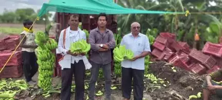वर्धा: शिक्षणाचा शेतीत वापर: वर्ध्यातून उत्तर प्रदेशपर्यंत केळीचा झेंडा: युवा शेतकऱ्याची कमाल,अभिजीत सरोदेने दाखवला नवा मार्ग