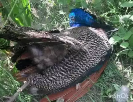बिलग्राम: माधौगंज के गांव गौरा स्थित ब्रह्मदेव स्थान पर लगे ट्रांसफार्मर की चपेट में आकर राष्ट्रीय पक्षी की हुई मौत