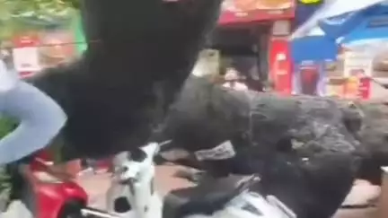 पीवीआर चौराहे के पास नीम का पुराना पेड़ गिरा, मौके पर दो स्कूटी क्षतिग्रस्त, लोग बाल-बाल बचे