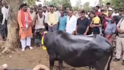 तरहसी: उदयपुरा टू के बगला में वज्रपात से भैंस की मौत, पांकी विधायक ने किसान को उपहार में दी भैंस