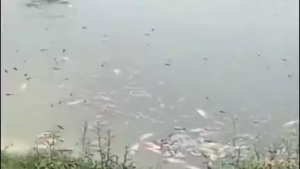 घनारी: लोअर गोंदपुर बनेहड़ा में संदिग्ध परिस्थितियों में प्राचीन तालाब में सैंकड़ों मछलियां मृत पाई गईं