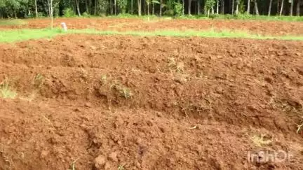 പട്ടാമ്പി: തൃത്താലയിൽ ഓണം പൊടിപൊടിക്കും, കാർഷികോത്സവത്തിന് ആലിക്കരയിൽ മന്ത്രി എം.ബി രാജേഷ് വിത്തിറക്കി