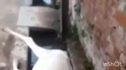 बिंदकी: बिंदकी कस्बे के मोहल्ला मीरखपुर में बिजली के खंभे में आ रहे करंट से एक गाय की मौत, मचा हड़कंप