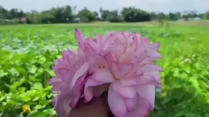 জলপাইগুড়ি: চিত্রশিল্পীদের তুলির রঙে নয়, প্রকৃতির ক্যানভাসে ফুটে ওঠা পদ্ম ফুল চাষের গল্প আমগুড়িতে