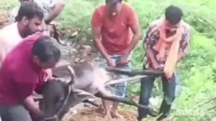 भीम: मांडावाड़ा में गौ भक्तों ने मानवता की पेश की मिसाल, बारिश के कीचड़ में फंसी बीमार गाय को गौशाला में कराया गया भर्ती