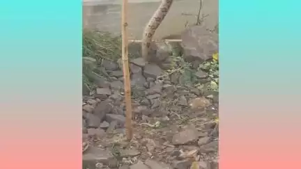 भोकरदन: वडोदा तांगडा येथे शेत शिवारात घोणस जातीच्या सापाला सर्पमित्राने दिले जीवनदान
