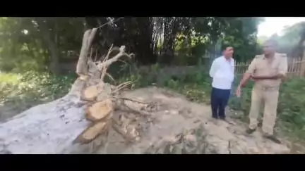 लौरिया: सरकारी जमीन पर लगे आम के पेड़ काटे जाने पर सीओ ने की त्वरित कार्रवाई