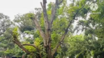 कर्रा: खूंटी सांसद ने कोर्ट परिसर के सूखे पेड़ कटवाने और शहर में सफाई अभियान चलाने का निर्देश दिया
