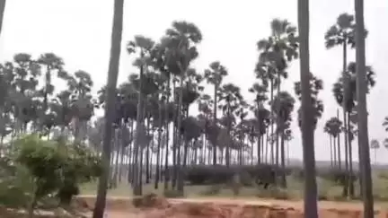 விளாத்திகுளம்: விளாத்திகுளம் வேம்பார் பகுதிகளில் பலத்த காற்றினால் பதநீர் உற்பத்தி பாதிப்பு