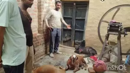 कुलपहाड़: पनवाड़ी में अज्ञात जंगली जानवरों के बेड़े के हमले में एक बकरी की मौत, चार घायल