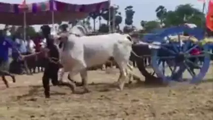 కొవ్వూరు: విడవలూరు మండలంలోని రామతీర్థంలో వైభవంగా ఎద్దుల పోటీలు