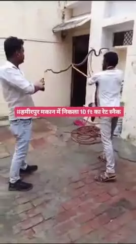 #हमीरपुर मकान।में।निकला 10 फिट का रेट स्नैक