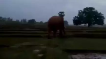 জামবনি: জামবনি ব্লকে হাতির তান্ডব, মৌপাল, রানীপাল সহ একাধিক এলাকায় সতর্কতা জারি করল বনদপ্তর
